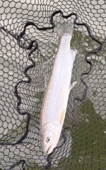 IMG_0488.jpeg