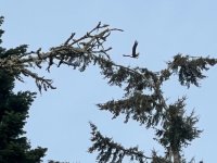 IMG_1431.jpeg