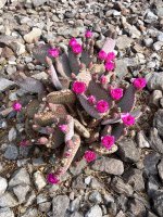 IMG_6003.jpeg