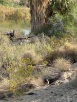 IMG_1299.jpeg