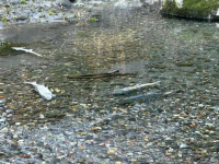 IMG_5787.jpeg IMG_5787.jpeg