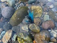 IMG_5812.jpeg IMG_5812.jpeg