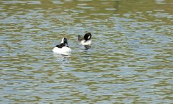 DSC00730.JPG