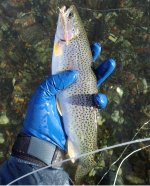 IMG_1539.jpeg