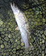 IMG_1541.jpeg