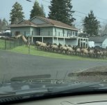 elkmarch2025.jpg