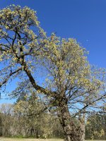 IMG_4447.jpeg