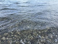 IMG_6333.jpeg