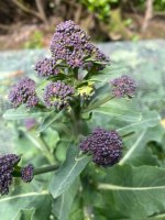 IMG_7179.jpeg