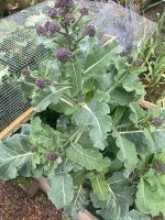 IMG_7174.jpeg