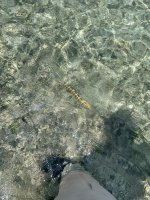 IMG_2485.jpeg