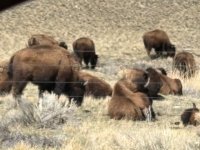 bison.jpg