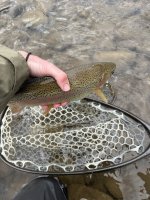 bow.jpg bow.jpg