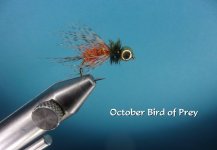 October Bird of Prey.jpg