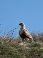 IMG_8646.jpeg