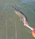 IMG_1835.jpeg IMG_1835.jpeg