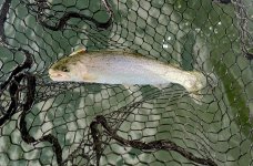 IMG_0551.jpeg