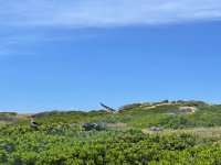 IMG_2356.jpeg
