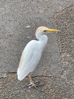 IMG_2391.jpeg
