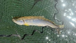 IMG_0574.jpeg