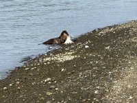 IMG_6436.jpeg
