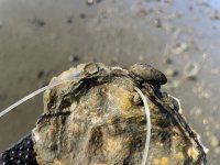 IMG_8717.jpeg