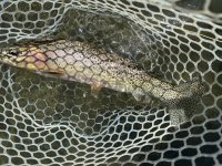 IMG_1854.jpeg IMG_1854.jpeg