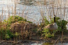 006-goslings-041625.jpg