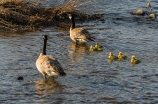 039-goslings-041625.jpg