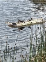 IMG_3974.jpg