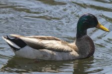 B01 MallardDrake9593.jpg