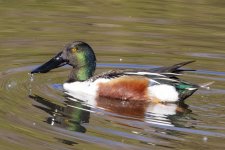 B06NorthernShovelerDrake6244.jpg