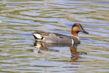 B08GreenWingedTealDrake9437.jpg