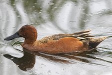 B09CinnamonTealDrake6609.jpg