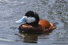B12RuddyDuckDrake9600.jpg