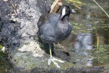 C13AmericanCoot6498.jpg