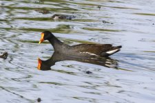 C14CommonGallinule6268.jpg