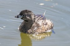 D15PiedBilledGrebe6948.jpg