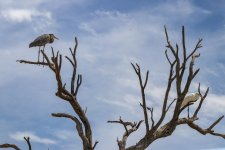 A01GreatBlueHeron&GreatEgret7817.jpg