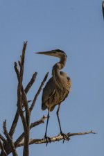 A02GreatBlueHeron7194.jpg