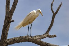A03GreatEgret7825.jpg