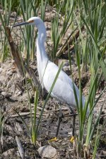 A04SnowyEgret9459.jpg
