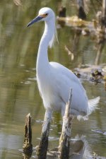 A05SnowyEgret9464.jpg