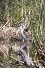 A06BlackCrownedNightHeronSwallowingBullfrog9522.jpg