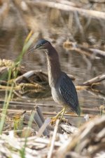 A07bGreenHeronLongNeck6326.jpg