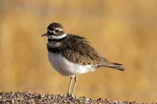 B08Killdeer7088.jpg