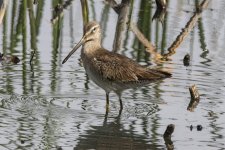 B09LongbilledDowitcher6399.jpg