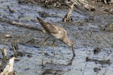 B10LongbilledDowitcher6423.jpg