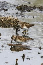 B11LeastSandpipers6437.jpg