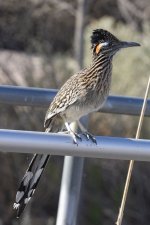 A01GreaterRoadrunner6186.jpg